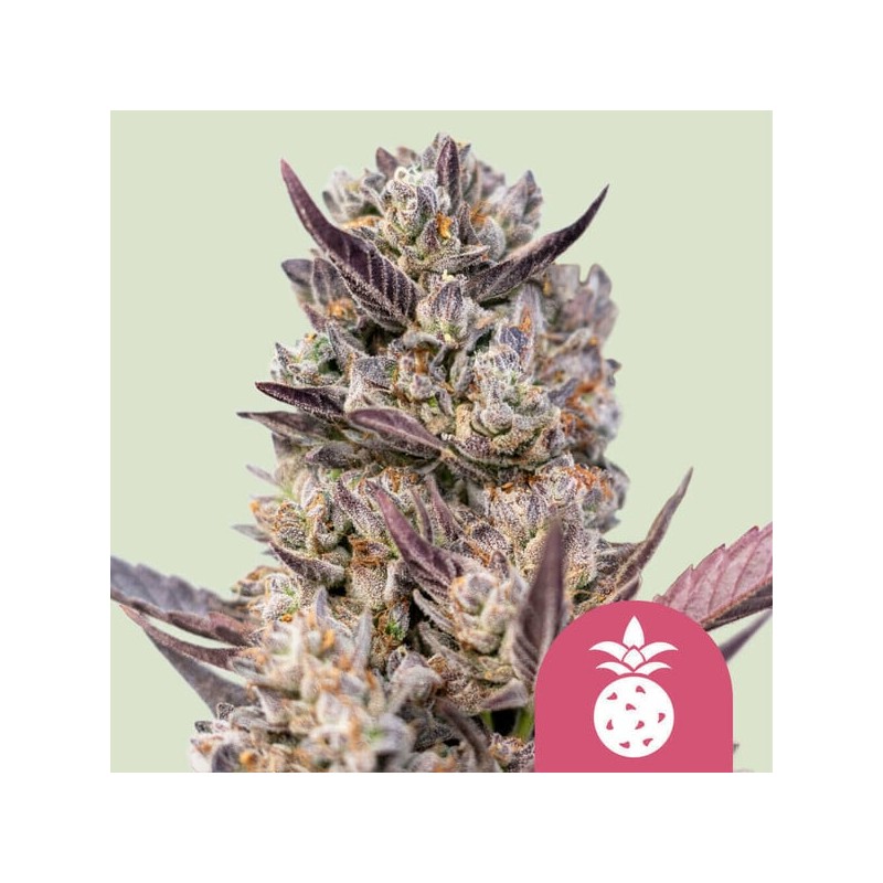 TROPICANA COOKIES PURPLE · Royal Queen Seeds · cannabis seeds · Fem