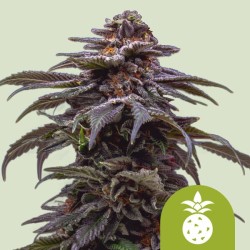 TROPICANA COOKIES PURPLE AUTO ·  Royal Queen Seeds · kenevir tohum · Disi · AutoFem