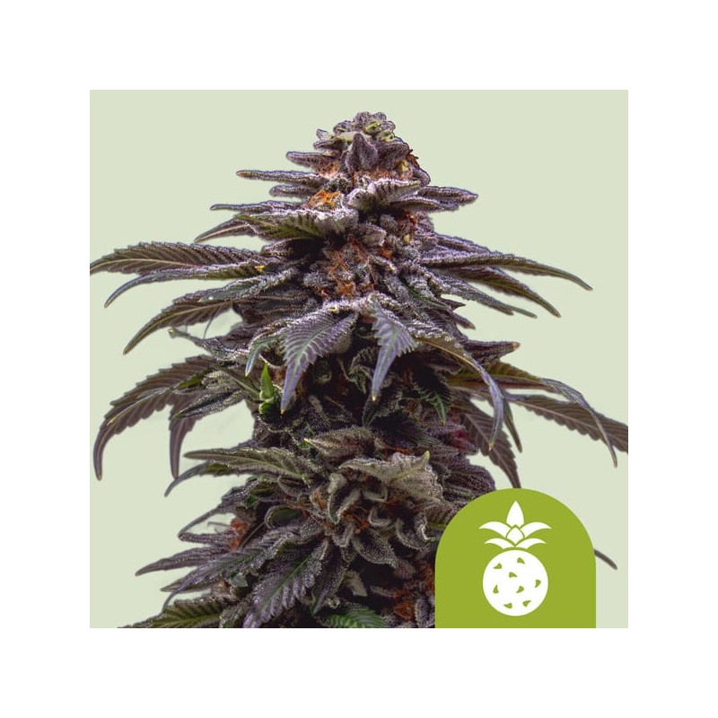 TROPICANA COOKIES PURPLE AUTO · Royal Queen Seeds · cannabis seeds · AutoFem