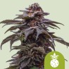 TROPICANA COOKIES PURPLE AUTO ·  Royal Queen Seeds · kenevir tohum · Disi · AutoFem