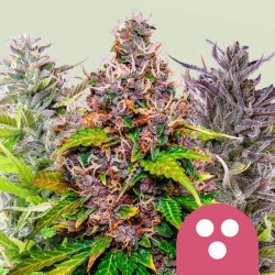FEMINIZED MIX · Royal Queen Seeds · cannabis seeds · Fem