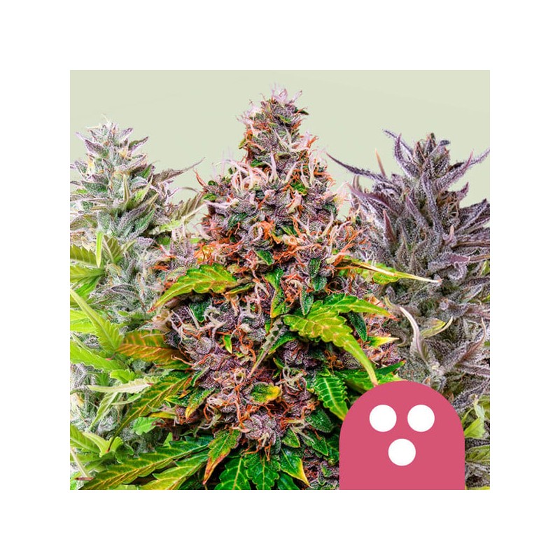 FEMINIZED MIX · Royal Queen Seeds · cannabis seeds · Fem