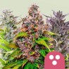 FEMINIZED MIX · Royal Queen Seeds · cannabis seeds · Fem