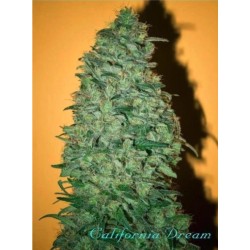 CALIFORNIA DREAM · cannabis...