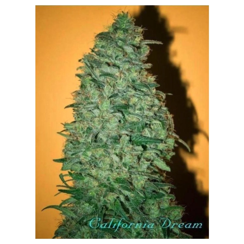 CALIFORNIA DREAM · kenevir tohum · Disi · Fem