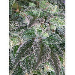 HASHBERRY · Mandala Seeds · cannabis seeds - Reg