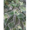 HASHBERRY · Mandala Seeds · cannabis seeds - Reg