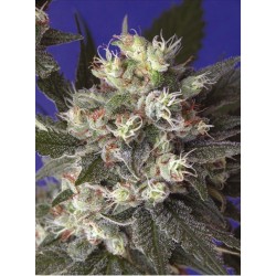 KALICHAKRA · cannabis seeds...