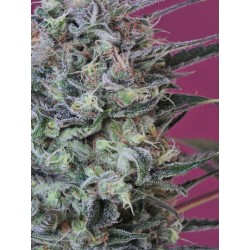 KRYSTALICA · Mandala Seeds...