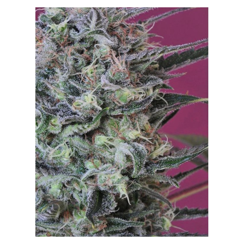 KRYSTALICA · Mandala Seeds · kenevir tohumu · Reg