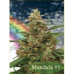 MANDALA I · kenevir tohum...
