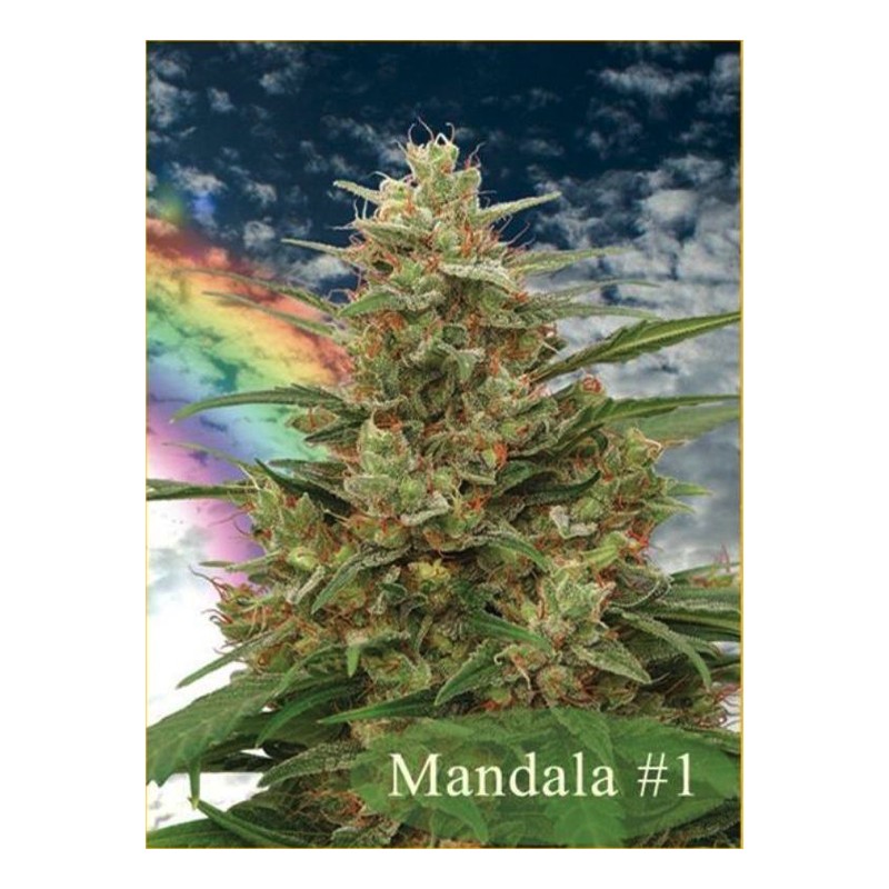 MANDALA I · kenevir tohum  · Reg