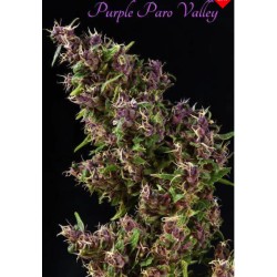 PURPLE PARO VALLEY ·...