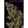 PURPLE PARO VALLEY · Mandala Seeds · kenevir tohum · Disi · Fem