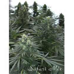 SAFARI MIX · kenevir tohum...