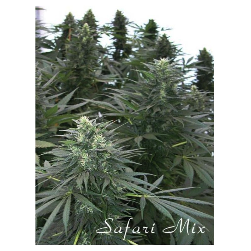 SAFARI MIX · cannabis seeds · Reg