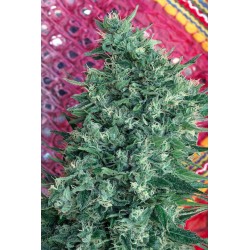 SATORI · Mandala Seeds ·...