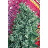 SATORI · Mandala Seeds · kenevir tohum · Reg