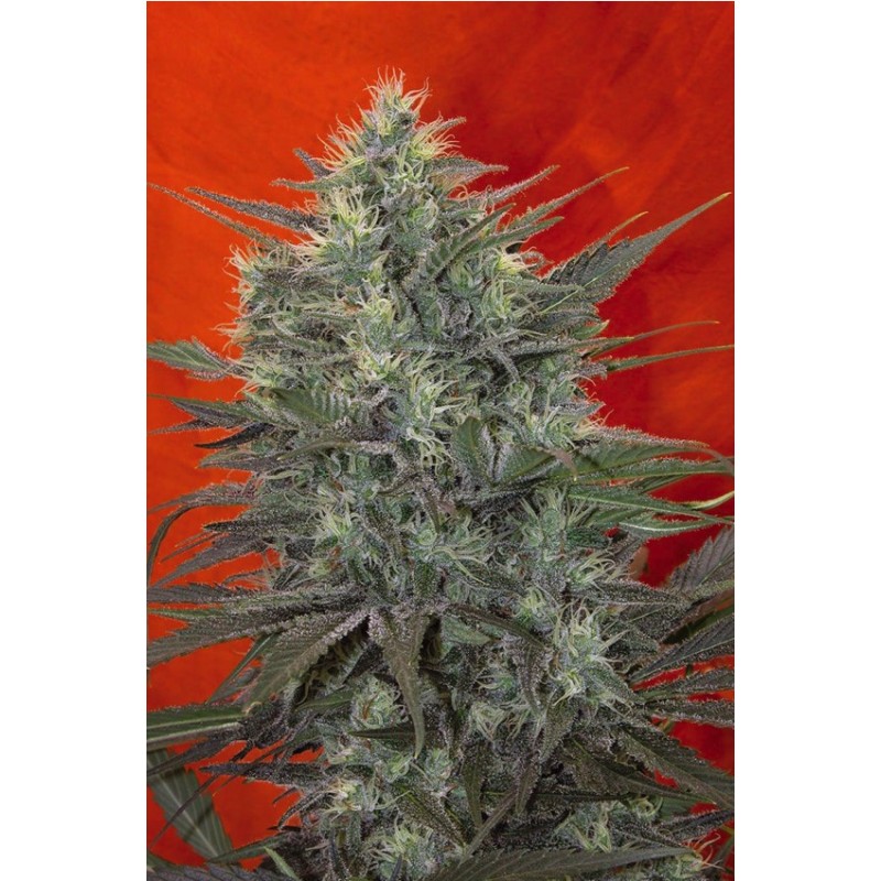 SATORI · Mandala Seeds · cannabis seeds · Fem