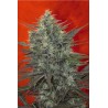 SATORI · Mandala Seeds · cannabis seeds · Fem