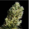 AMNESIA BILBO AUTO · Genehtik · cannabis seeds · Auto Fem