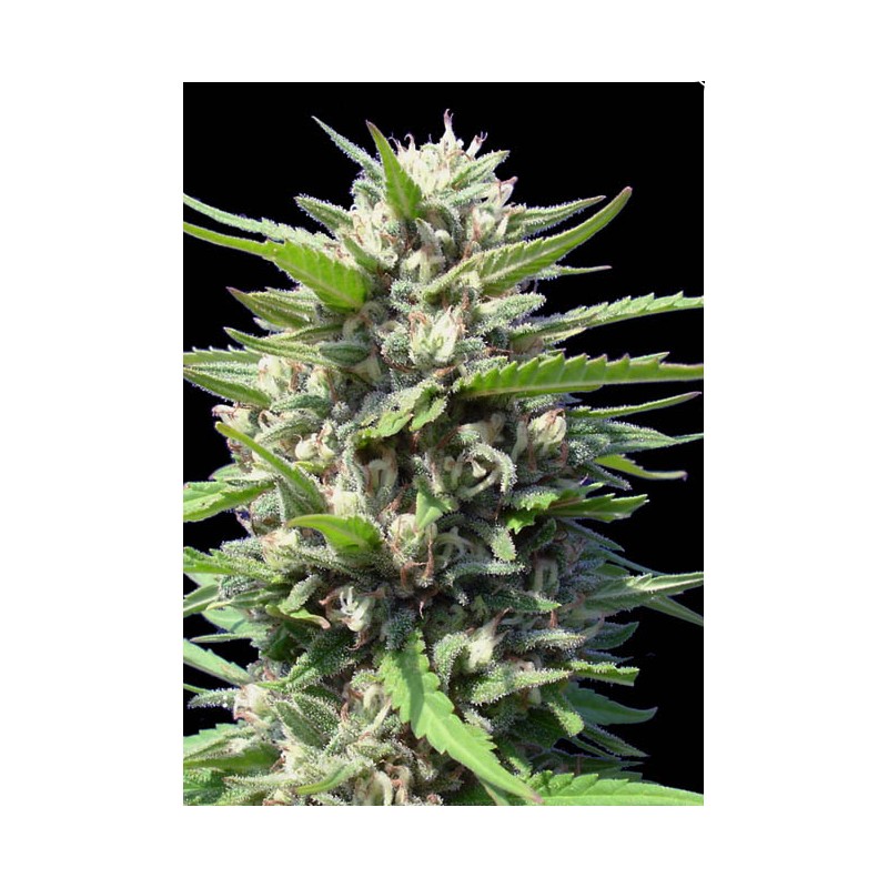AUTO NORTHERN LIGHTS · Genehtik · kenevir tohum · Disi · Auto Fem