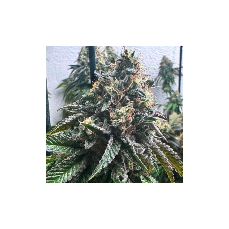 AUTO STRAWBILBO BANANA · Genehtik · kenevir tohum · Disi · Auto Fem