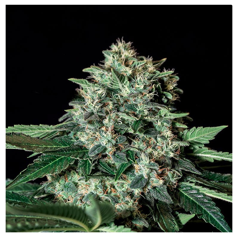 GORILA BILBO · Genehtik · cannabis seeds · Fem
