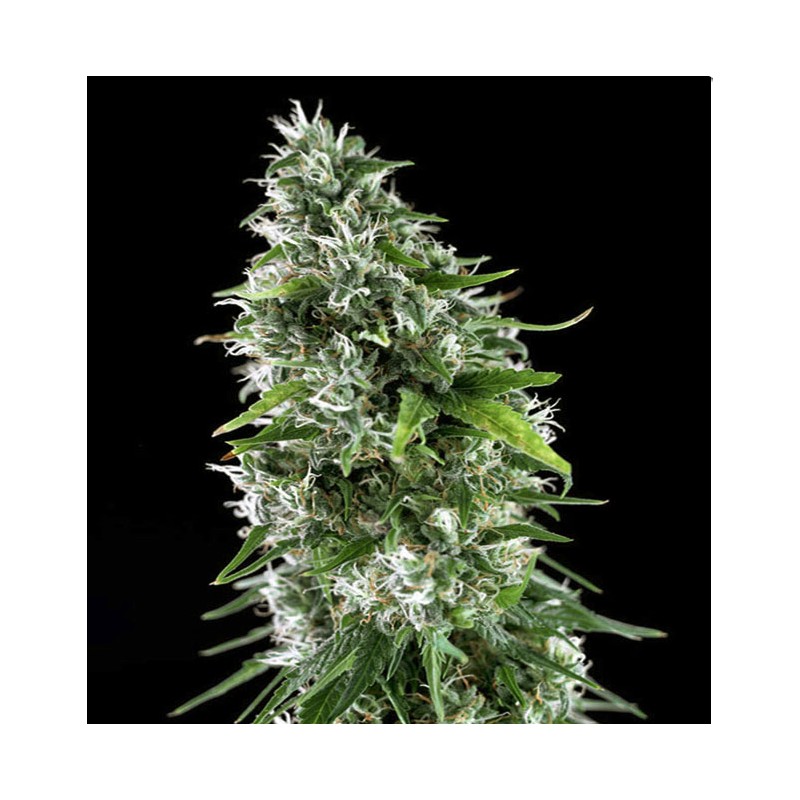 KRITIKAL BILBO x AK-47 · Genehtik · cannabis seeds · Fem