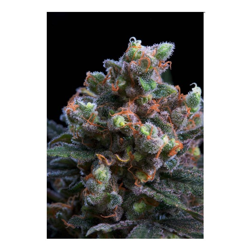 KRITIKAL BILBO · Genehtik · cannabis seeds · Fem
