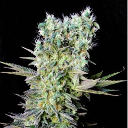 NORTHERN LIGHTS X ·...