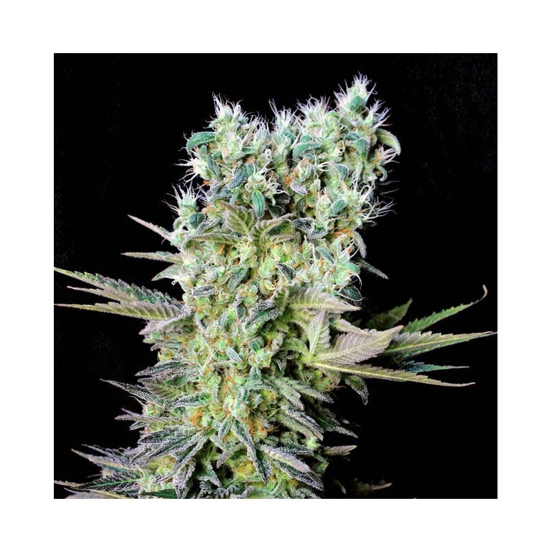NORTHERN LIGHTS X · Genehtik · cannabis seeds · Fem