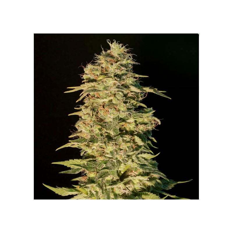 OG LEMON BILBO · Genehtik · kenevir tohum · Disi · Fem