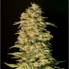 OG LEMON BILBO · Genehtik · cannabis seeds · Fem