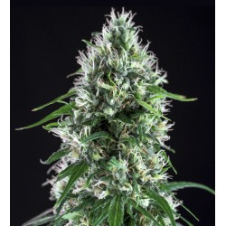 SUPER SILVER BILBO ·...