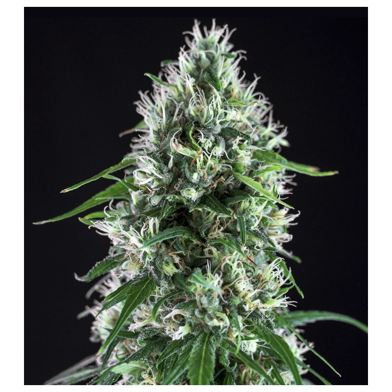 SUPER SILVER BILBO · Genehtik · kenevir tohum · Disi · Fem