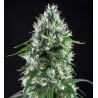 SUPER SILVER BILBO · Genehtik · kenevir tohum · Disi · Fem