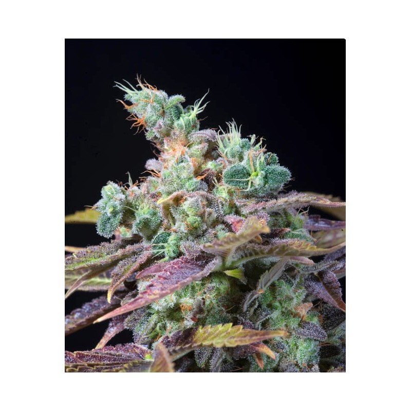 TXOMANGO · Genehtik · cannabis seeds · Fem