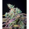 TXOMANGO · Genehtik · cannabis seeds · Fem