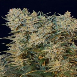 SUGAR GOM · Grass O Matic...