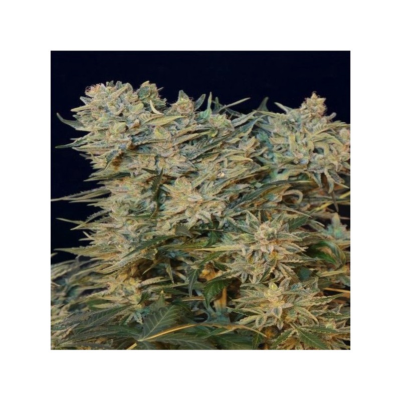 SUGAR GOM · Grass O Matic Seeds · cannabis seeds · Auto Fem