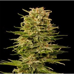 AUTO AK-47 · Grass O Matic Seeds · cannabis seeds · Auto Fem