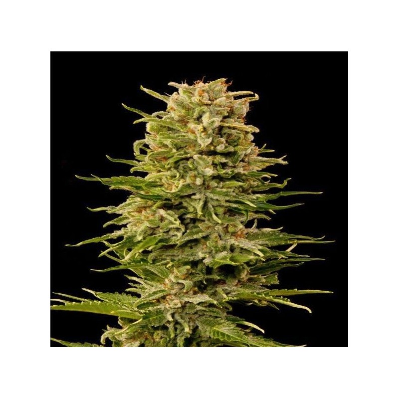 AUTO AK-47 · Grass O Matic Seeds · kenevir tohum · Disi · Auto Fem
