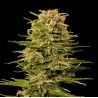 AUTO AK-47 · Grass O Matic Seeds · kenevir tohum · Disi · Auto Fem