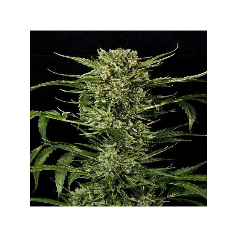 AUTO MASS · Grass O Matic Seeds · cannabis seeds · Auto Fem