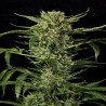 AUTO MASS · Grass O Matic Seeds · kenevir tohum · Disi · Auto Fem