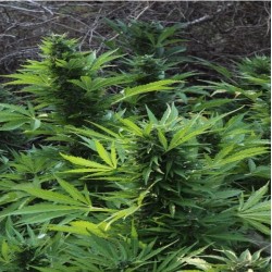 MAXI GOM AUTOMATIC · Grass...