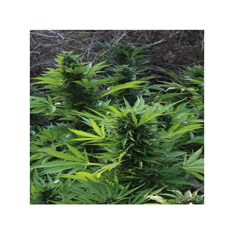 MAXI GOM AUTOMATIC · Grass O Matic Seeds · kenevir tohum · Disi · Auto Fem
