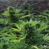 MAXI GOM AUTOMATIC · Grass O Matic Seeds · kenevir tohum · Disi · Auto Fem