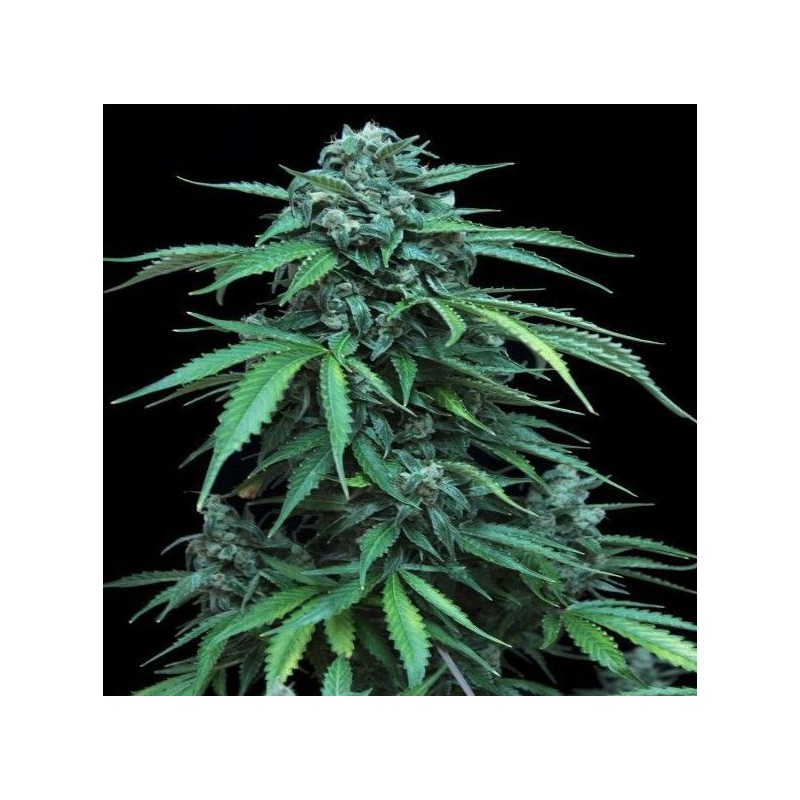 MAXI HAZE · Grass O Matic Seeds · kenevir tohum · Disi · Auto Fem
